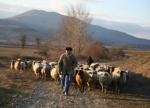 the sheep follow the shepherd.